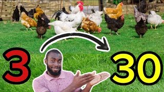 How To Rear Local Chickens 🐔 He Started with 3 and Now He Has About 30 Birds [upl. by Ralfston]