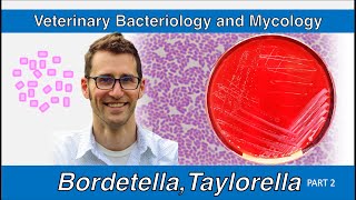 Bordetella and Taylorella Part 2  Veterinary Bacteriology and Mycology [upl. by Lativa]