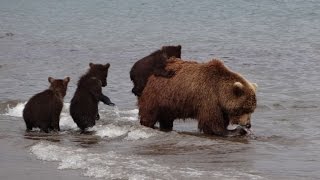 zwei Bärinnen mit ihren diesjährigen Jungen  am Kurilensee  kein Hag  Bären 1  1 [upl. by Beitris]