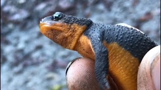 The RoughSkinned Newt Taricha Granulosa [upl. by Petracca]