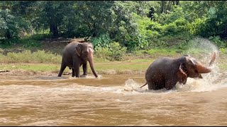 Rescued Elephants Revel In The Sheer Joy Of Play  ElephantNews [upl. by Leerzej]