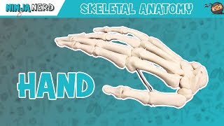 Hand Anatomy  Bones of the Hand [upl. by Stets]