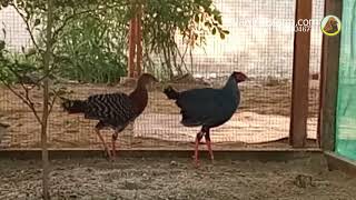 Siamese fireback pheasant for sale WA 082170467711 [upl. by Ellehs]