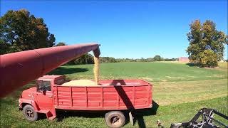 Day 4 soybean 2024 harvest [upl. by Myles]