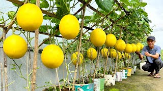 Mistakes To Avoid When Planting Yellow Melons Ensuring Large Sweet Fruit [upl. by Pike]