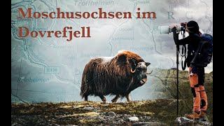 Wildlife Photography  Moschusochsen im Dovrefjell doku muskox [upl. by Nochur523]