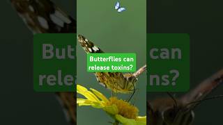 Butterfly A wonder of Nature facts wildlifediversity musicmashup facts shorts [upl. by Mcarthur]