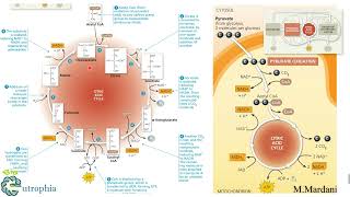 Link reaction Krebs cycle [upl. by Adlig]