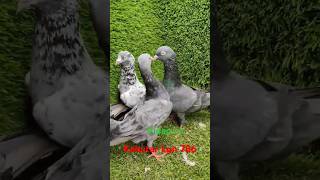 kabutar short video 🤪🤪🤪 udane wale kabutar fancy video 🕊️🕊️ ek number ke kabutar 🕊️🕊️ [upl. by Neeluqcaj626]