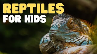 Reptiles for Kids  What is a reptile Learn all about reptiles and their characteristics [upl. by Enenaej]