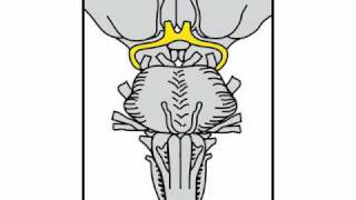 Neurologic Exam Cranial Nerves Anatomy  Cranial Nerve 2 [upl. by Garrott166]