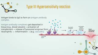 Hypersensitivity  Chapter 3 Type 3 Hypersensitivity Reaction [upl. by Orsola]