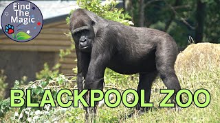 Blackpool Zoo Animals Tour 2023 [upl. by Forlini108]