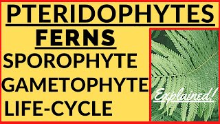 Pteridophytes Ferns  Life Cycle  Plant Kingdom  Economic Importance  Alternation of Generation [upl. by Blus]