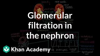 Glomerular filtration in the nephron  Renal system physiology  NCLEXRN  Khan Academy [upl. by Vanden]