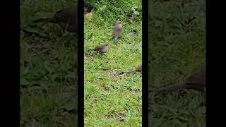 FIVE Tiny WAXBILL BIRDS have breakfast after the rainBeautiful RED BEAKS PURPLE EYES amp Soft Chirps [upl. by Dola]