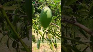 Mallika Mango Tree  Mallika Mangos Weight About 1kg 😱  மல்லிகா மாம்பழம் 🍋 [upl. by Bean]