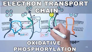 Electron Transport Chain and Oxidative Phosphorylation [upl. by Felicity]