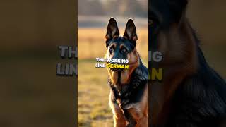 5 Types of German Shepherds Easily Explained germanshepherd dogbreed dogtypes gsd [upl. by Dnaleel]