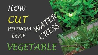 How To Cut WATERCRESS Helencha Shak WATERCRESS Cooking WATERCRESS recipe WATERCRESS Cutting [upl. by Goodhen656]