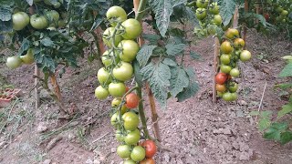 Forma correcta de podar una tomatera [upl. by Adlanor5]