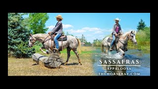 quotMeet Sassafrasquot Leopard Appaloosa Mare For Sale RanchTrailYouth [upl. by Ffoeg]