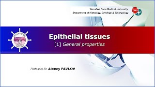 03 General histology Epithelial tissues general properties [upl. by Ailimat]