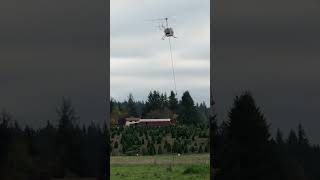 R44 Helicopter Flying Christmas Trees 2023 Part 12 [upl. by Tad]