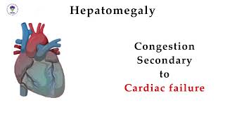 Liver Span Assessment [upl. by Lleinad]