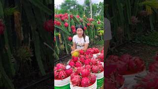 Wanna try these yummy dragon fruit fruits 🍊🍓🍉🍎🥭shorts nature fruit [upl. by Nnybor]