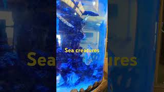 Unique fishwaterlife sealife fishaquarium [upl. by Sissie]