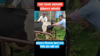 गाय गाभण राहण्याचे इंजेक्शन कोणते इंजेक्शन दिल्यावर खरच गाय रिपीट होत नाही का cow कृत्रिमरेतन [upl. by Service]