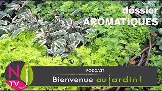 PLANTES AROMATIQUES  PROPRIÉTÉS USAGES CULTURE ET QUELQUES ESPÈCES ÉTONNANTES À DÉCOUVRIR [upl. by Osnohpla]