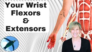 Clinical Anatomy  Hand Wrist palmar aspectflexors [upl. by Eelano479]