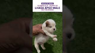 White Lhasa Apso With Brown Patches whitelhasaapso cutedog pets puppy [upl. by Eirffej]