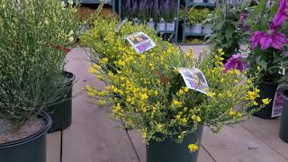 Cytisus Allgold  Moonlight  Osiris Scotch Broom  Slender Foliage Yellow Flowers [upl. by Attinahs]