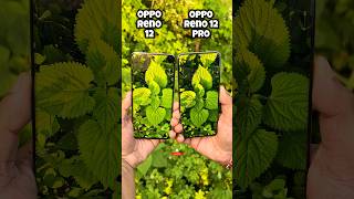 Oppo Reno 12 vs Oppo Reno 12 Pro Camera Comparison shorts [upl. by Weide]