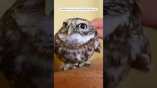 The forester found a baby owl nest under the tree and then animalshorts animals [upl. by Till]