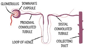 Kidneys and the Nephron [upl. by Paul]