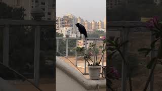 Kya Bol raha hai kaga  india incredibleindia bharat love crow birdslover bird booliwoodsong [upl. by Tran]