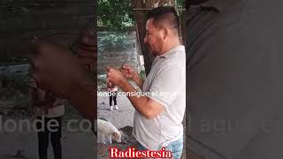 como buscar agua con las varillas de radiestesia correctamente shortvideo fuentedeagua pozos [upl. by Dee775]