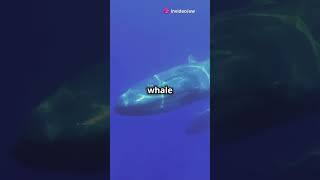 Hear a Blue Whale’s Heartbeat from 2 Miles Away 🐋💓 facts animals [upl. by Eneroc915]