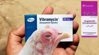 Use of Augmentin and Doxycycline in Poultry Birds  Vibramycin for Chickens  Dr ARSHAD [upl. by Reace]