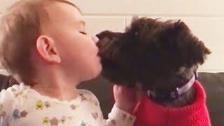 Bébés adorables jouant avec des bébés animaux  compilation des moments les plus drôles et mignons [upl. by Mixie217]