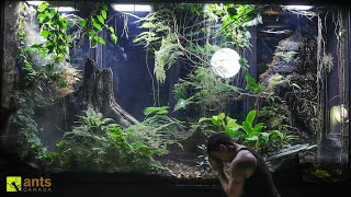 A Major Crisis Hit My Giant Rainforest Vivarium and I Have to Go Away [upl. by Aelanej638]