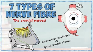 7 Types of Cranial Nerve Fibre  Easy Breakdown [upl. by Froehlich238]