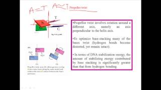 Propeller twist in DNA bases [upl. by Koah547]