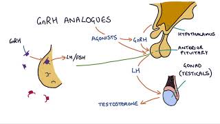 How do GnRH analogues work Zoladex Prostap and other GnRH analogues [upl. by Tnarb387]