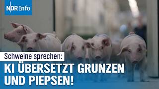 KI entschlüsselt Tierkommunikation Forscher verstehen die Sprache von Schweinen  NDR Info [upl. by Huttan]