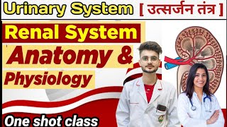 renal system kidney  Anatomy physiology kidney nephron renalsystem scienceclub educationneet [upl. by Mcgregor]